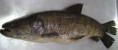 Traíra ( Hoplias malabaricus )